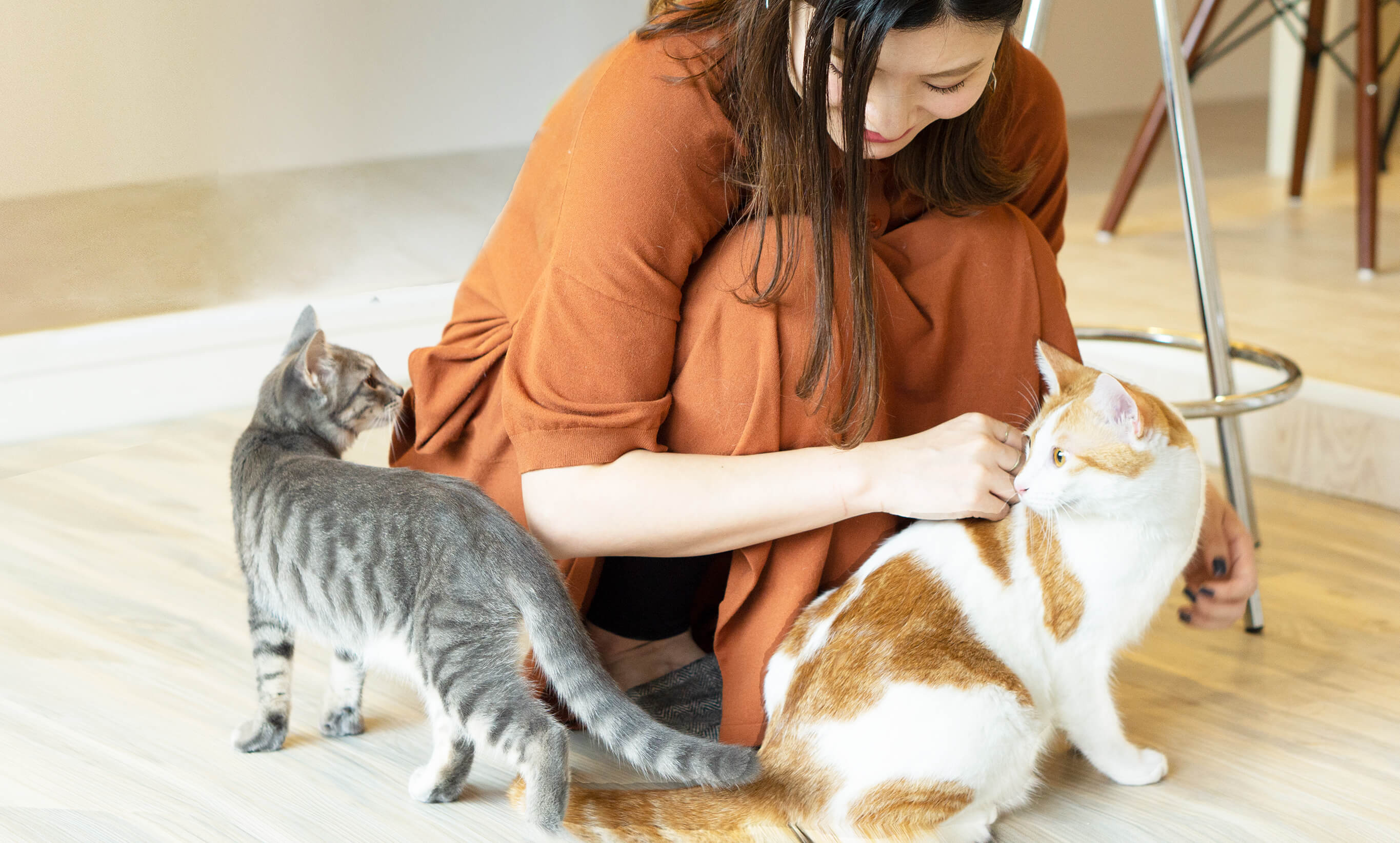 猫 × ヒマラヤン × 幼少期」の里親募集一覧｜OMUSUBI（ペトコトお結び