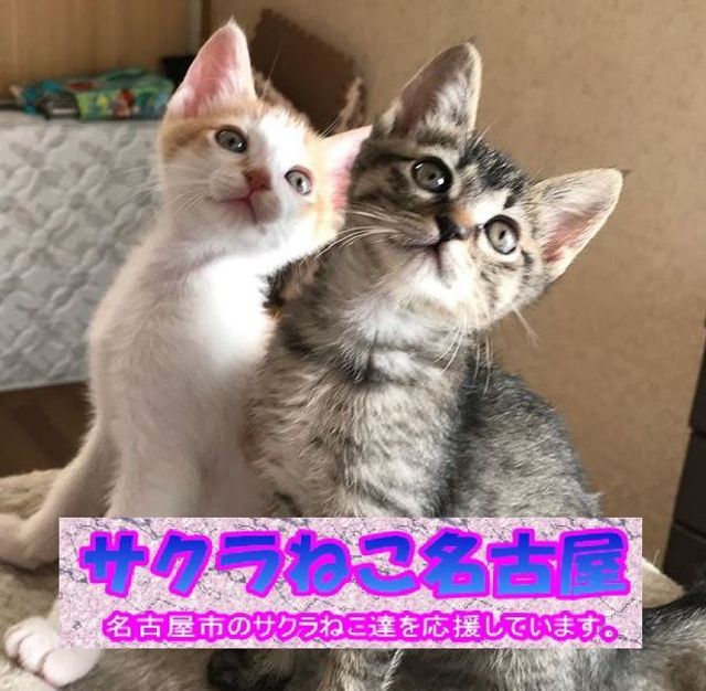 サクラねこ名古屋
