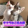 サクラねこ名古屋
