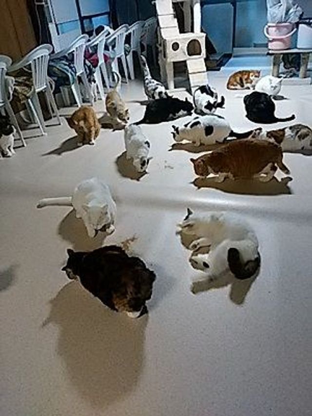 ＮＰＯ法人猫の味方ネットワーク