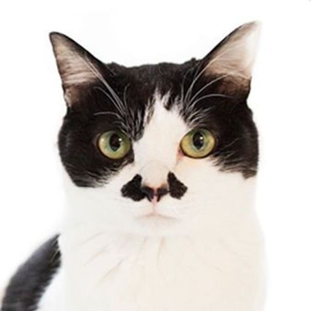 NPO法人 ねこひげハウス