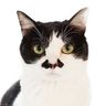 NPO法人 ねこひげハウス