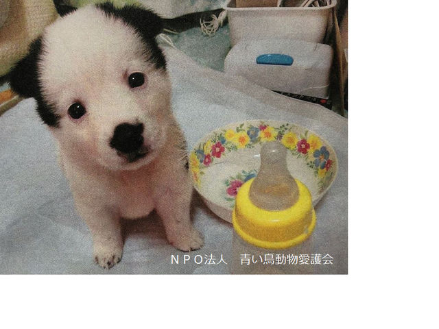 NPO法人青い鳥動物愛護会