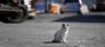 NPO法人 猫と人を繋ぐ ツキネコ北海道