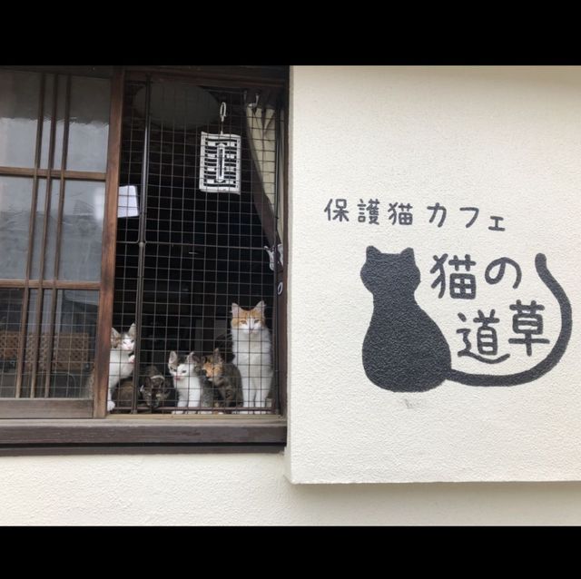 保護猫カフェ【猫の道草】