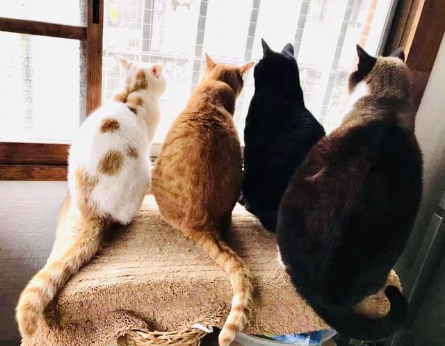 保護猫の家 にしきんち