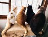 保護猫の家 にしきんち