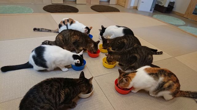 ネコリパブリック大阪熊取町店