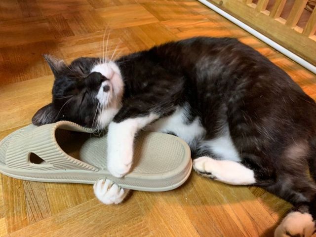 保護猫&ドッグラン「さばいでぃ」