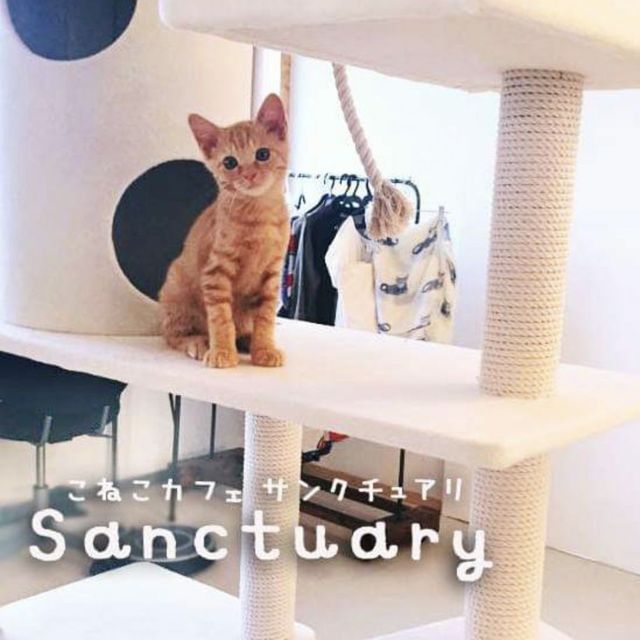 こねこカフェサンクチュアリ 