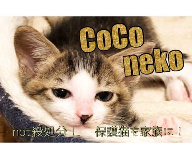 CoCoねこ