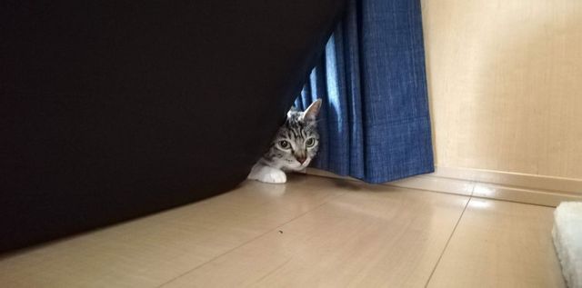 わたあめ会