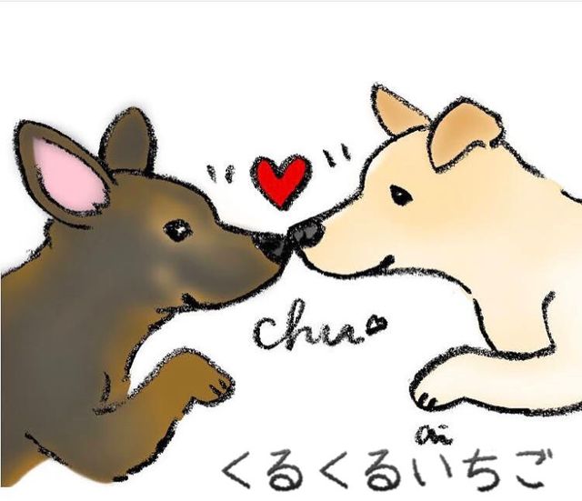 鹿児島県動物愛護団体くるくるいちご