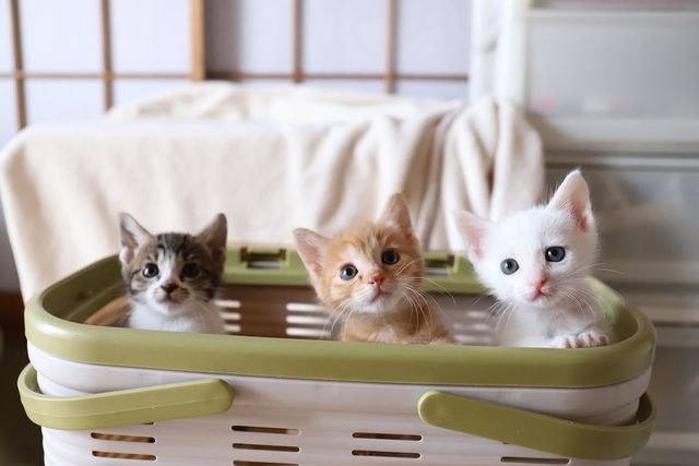 Withねこ