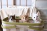 Withねこ
