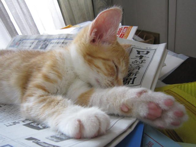 三舞町ねこがかり（川崎市地域猫活動サポーター ）