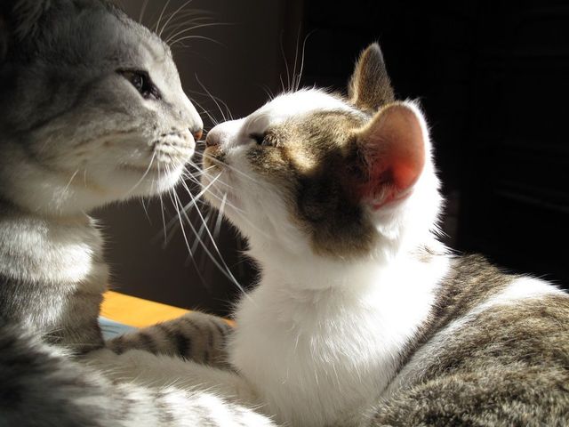 小さないのちを守る会