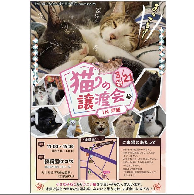 野良猫0zero0プロジェクト