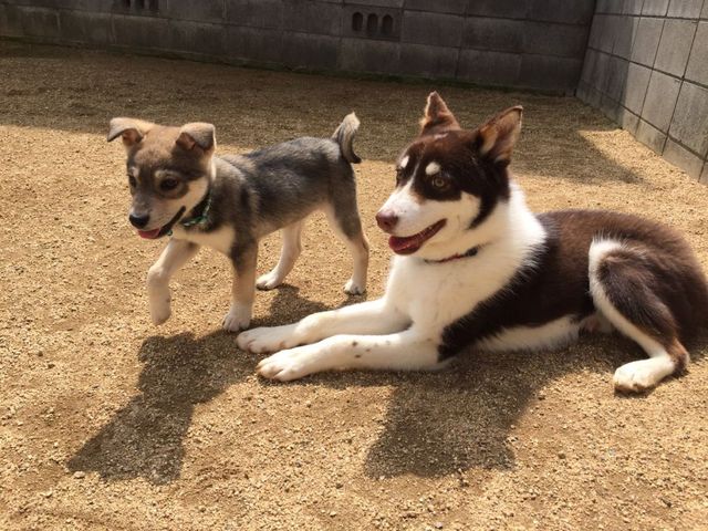 にくきゅーハイタッチ