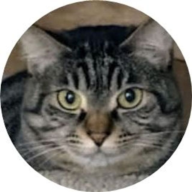 ねこエイド