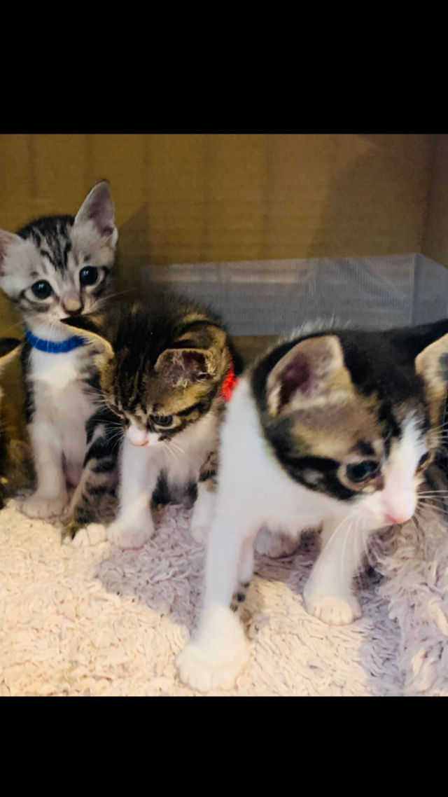 猫物語