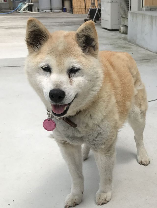 ななのいえ