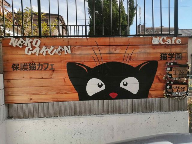 保護猫施設猫学園