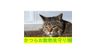 かつらお動物見守り隊