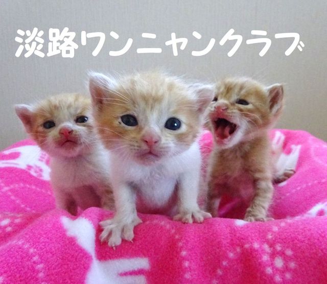 淡路ワンニャンクラブ