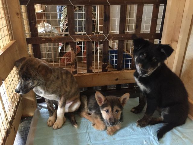 松原市犬猫を救う会