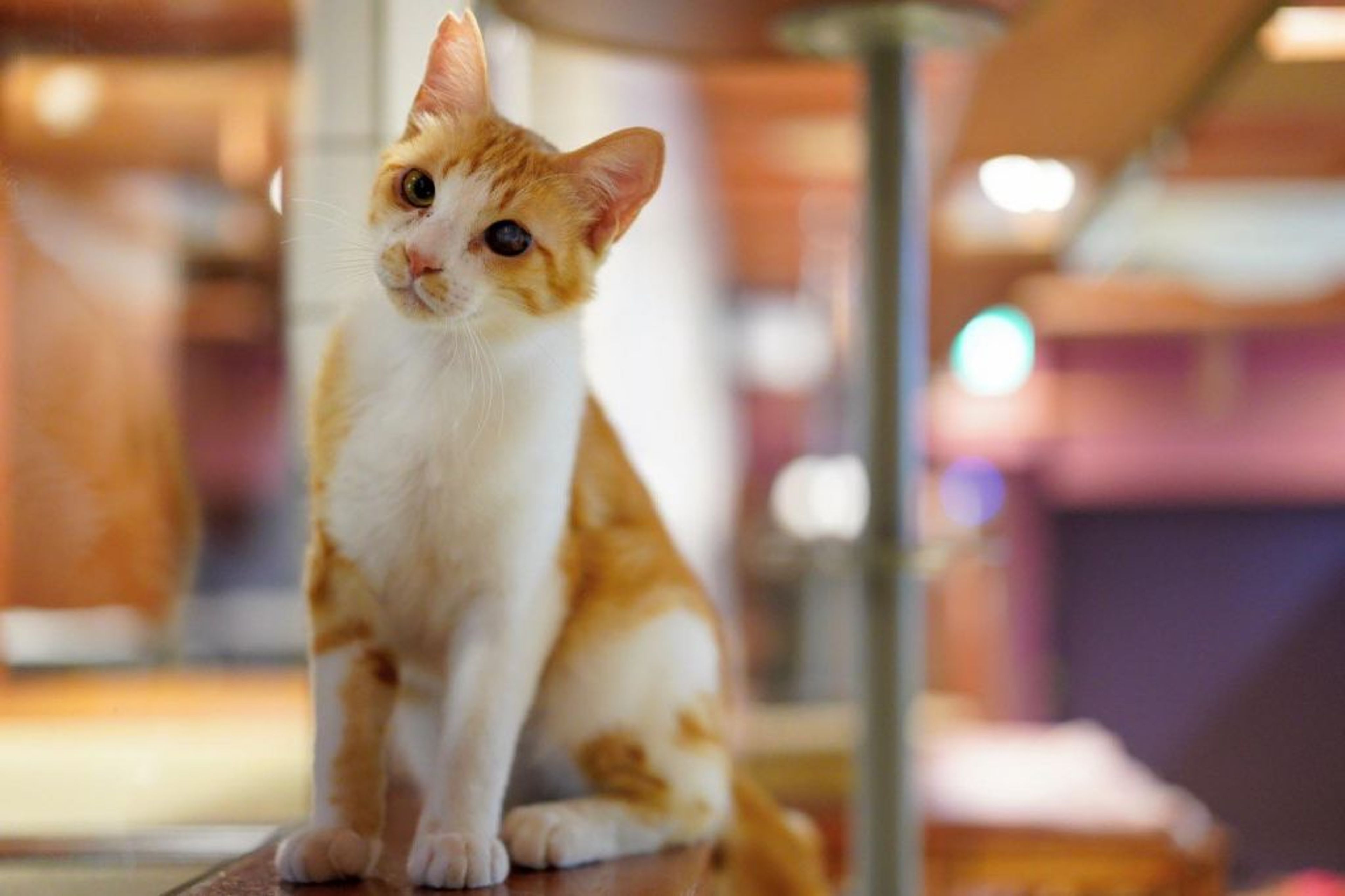 雑種（ミックス猫）・オスの里親募集の写真