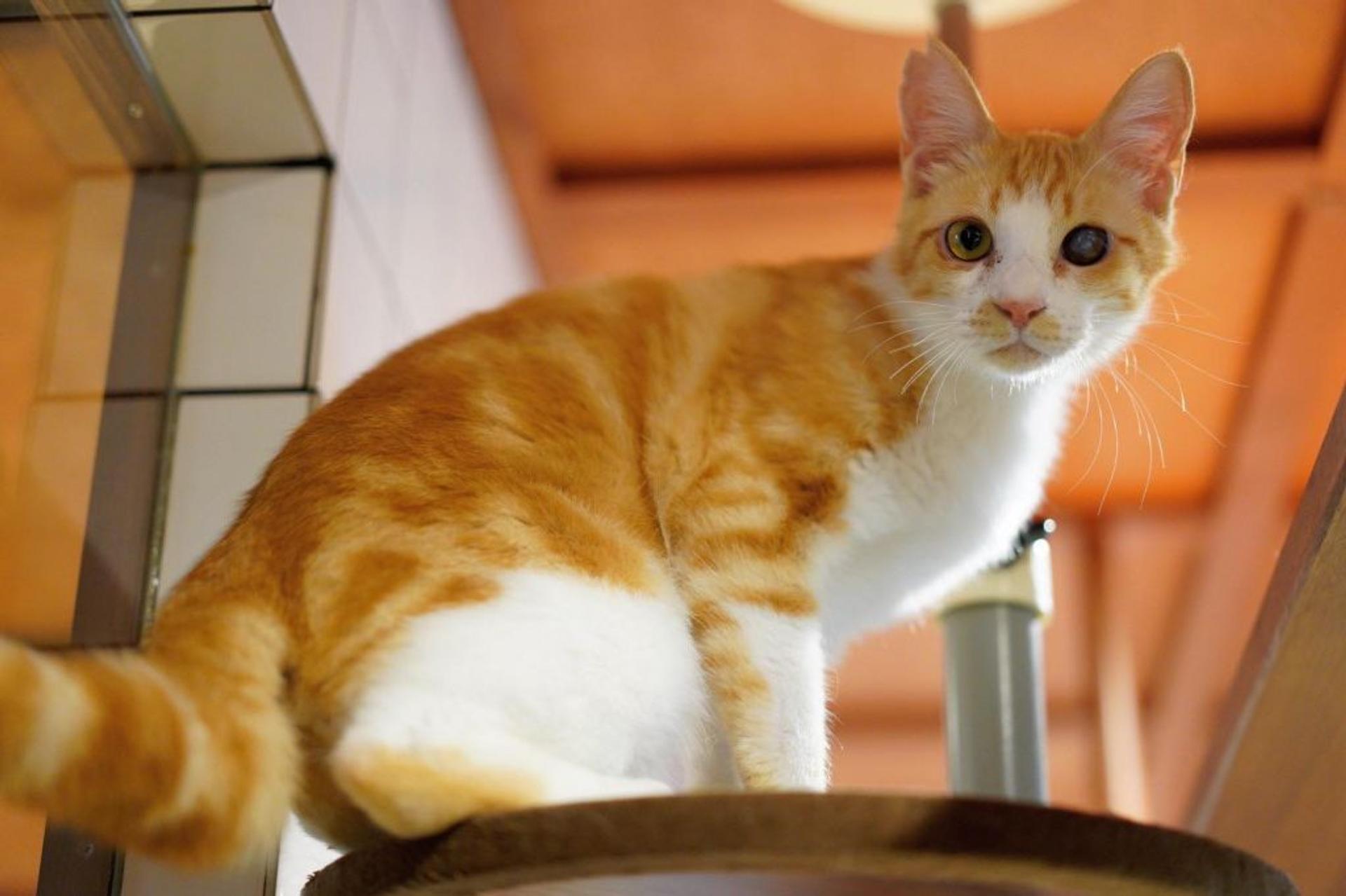 pet-image-3