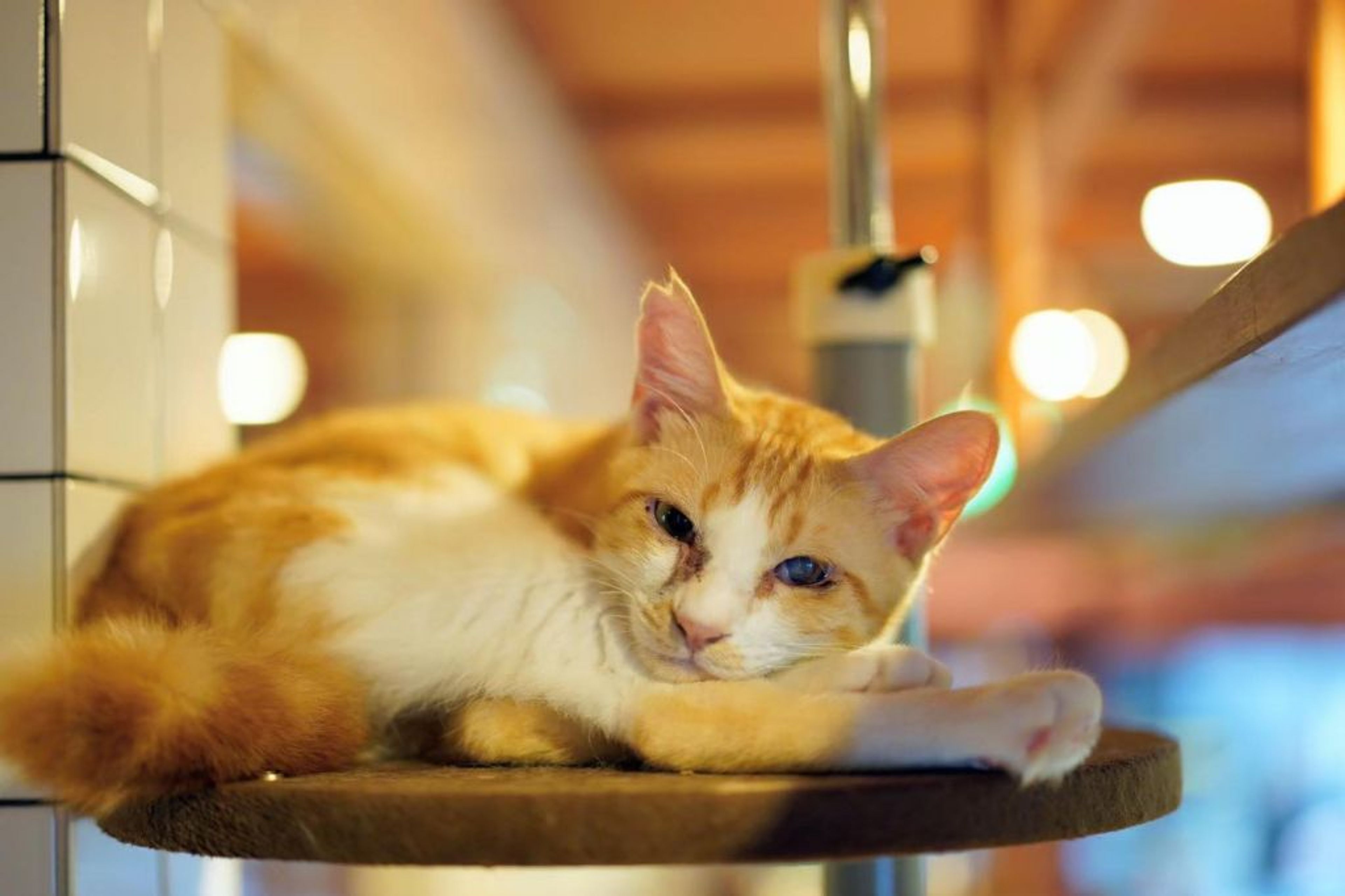 pet-image-5