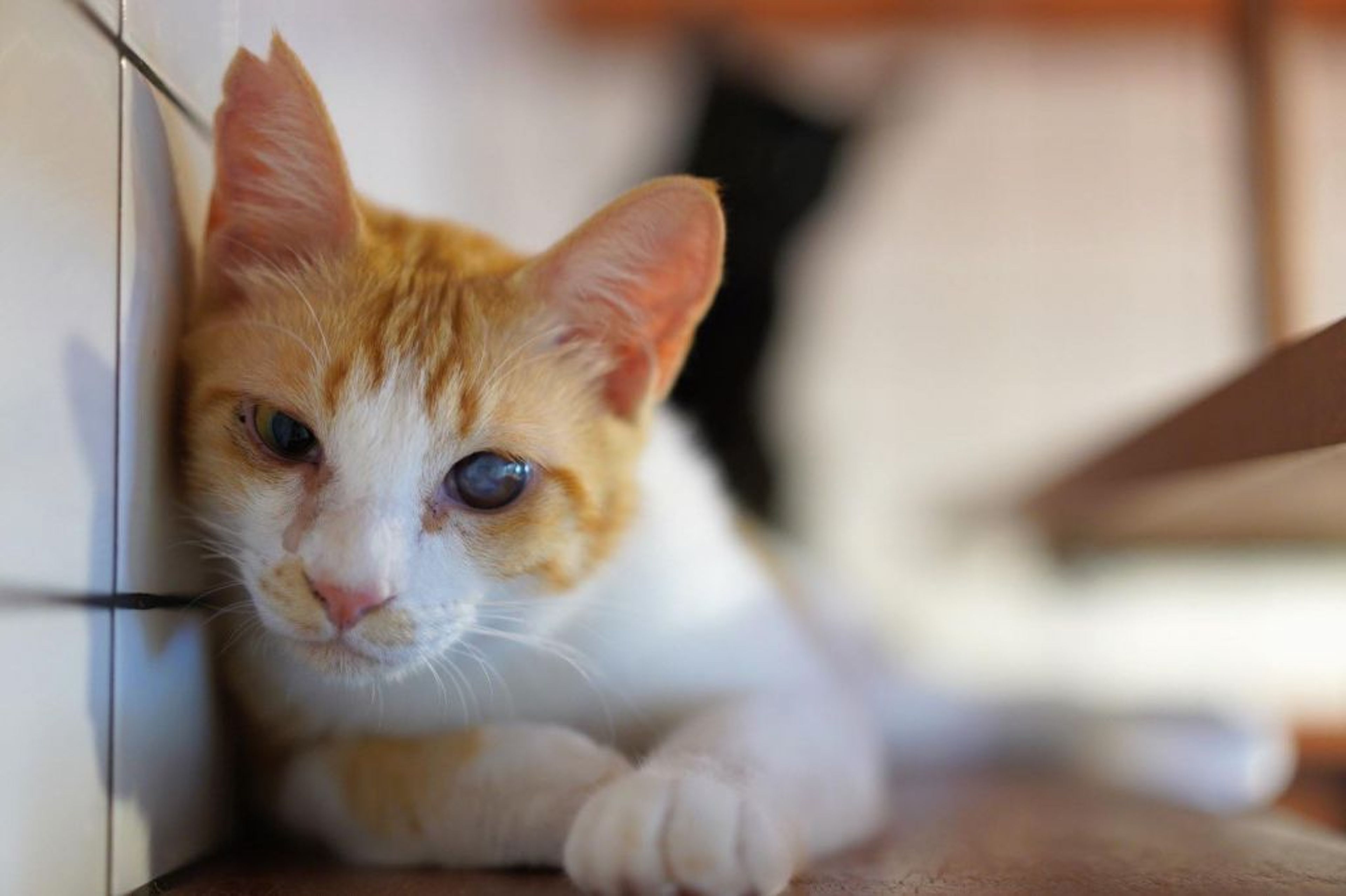pet-image-6