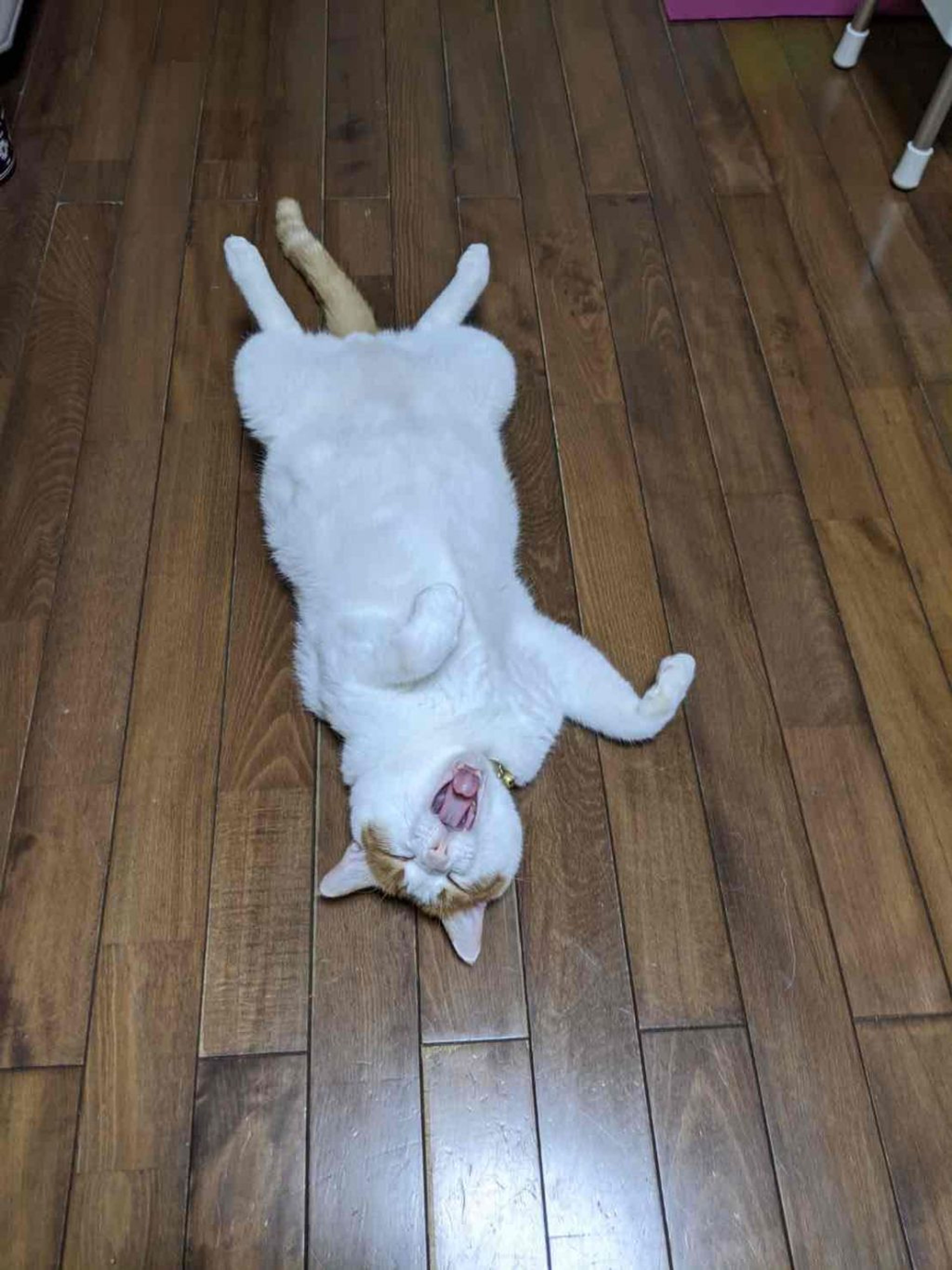 pet-image-3