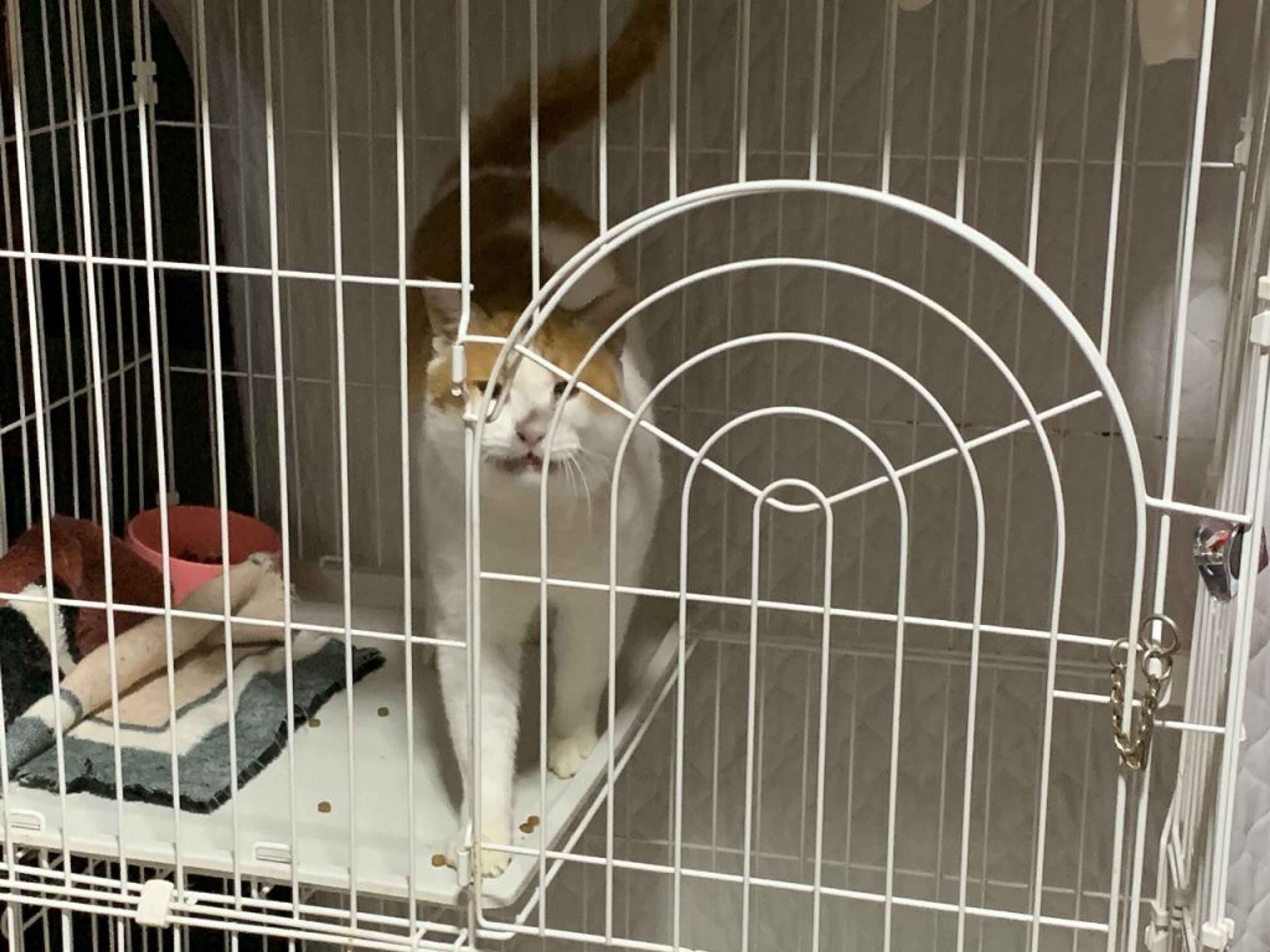 pet-image-6