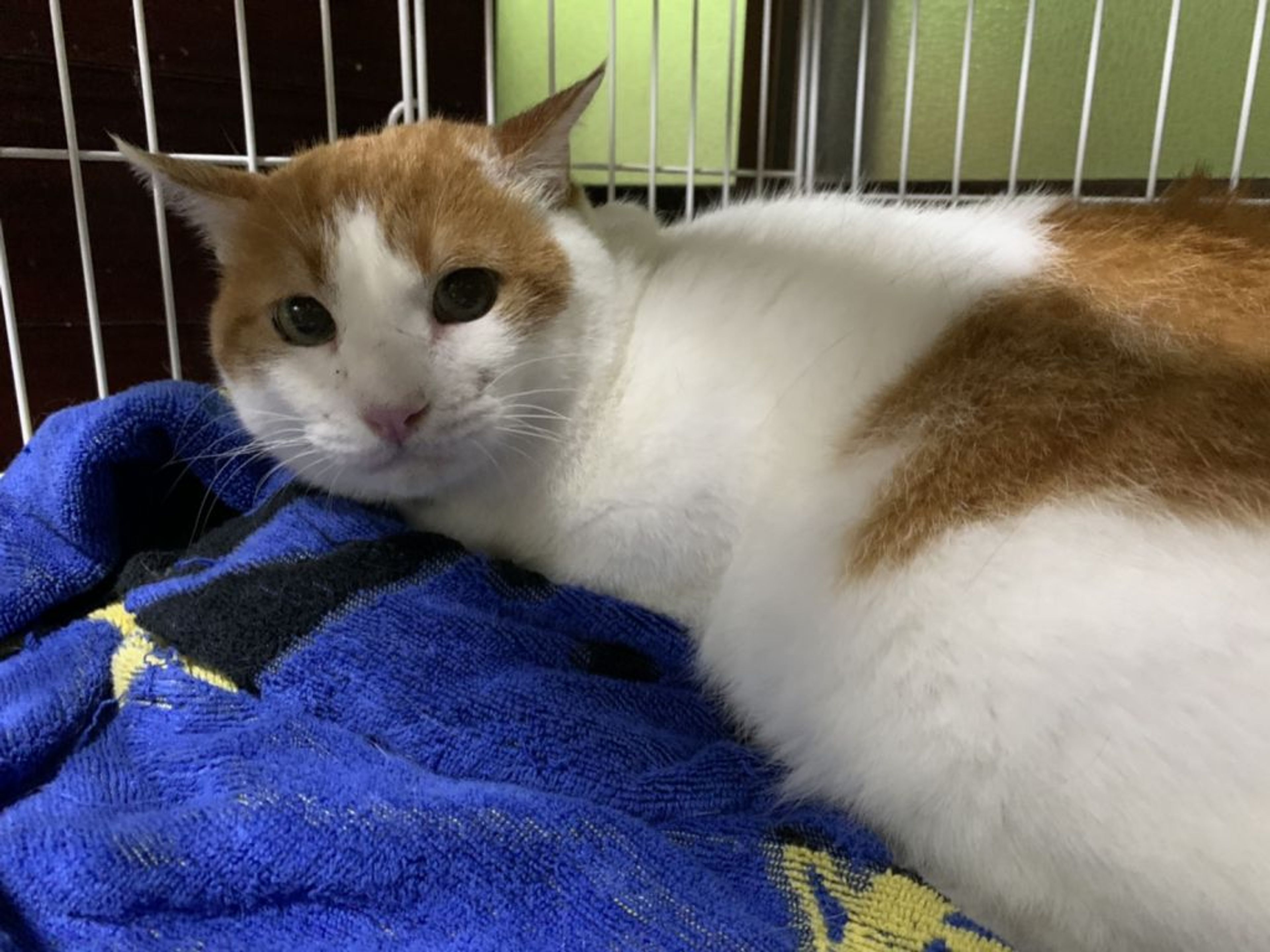 pet-image-2