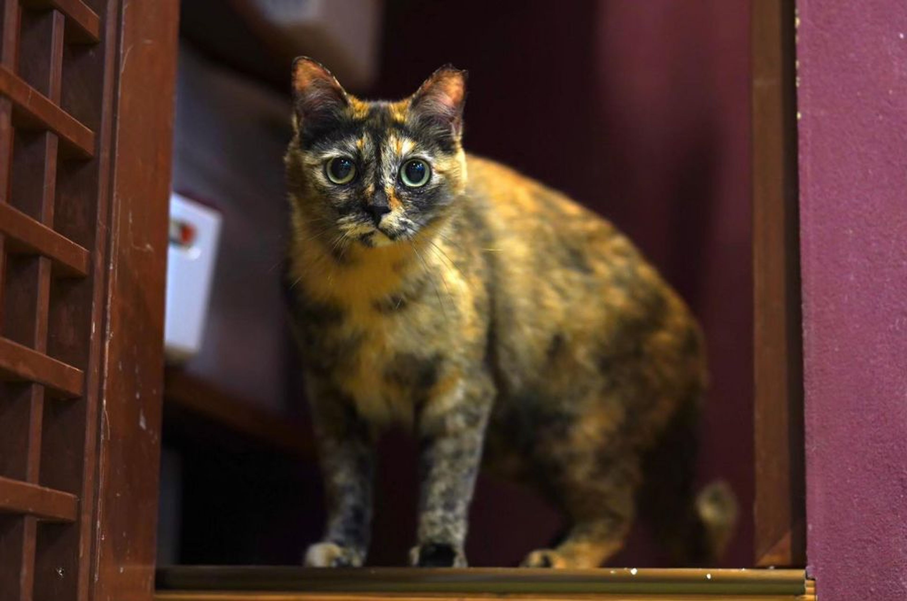雑種（ミックス猫）・メスの里親募集の写真