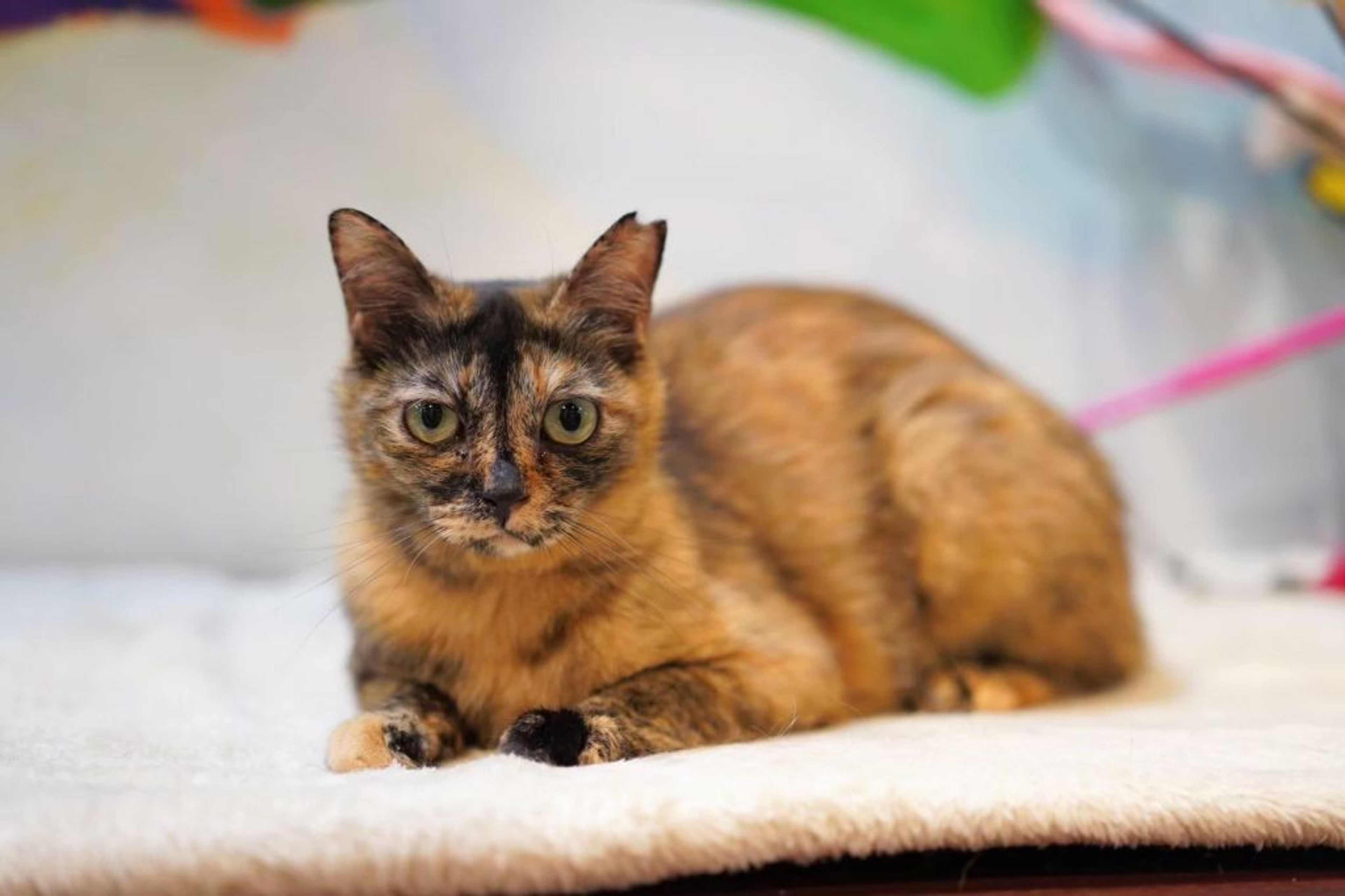 pet-image-4