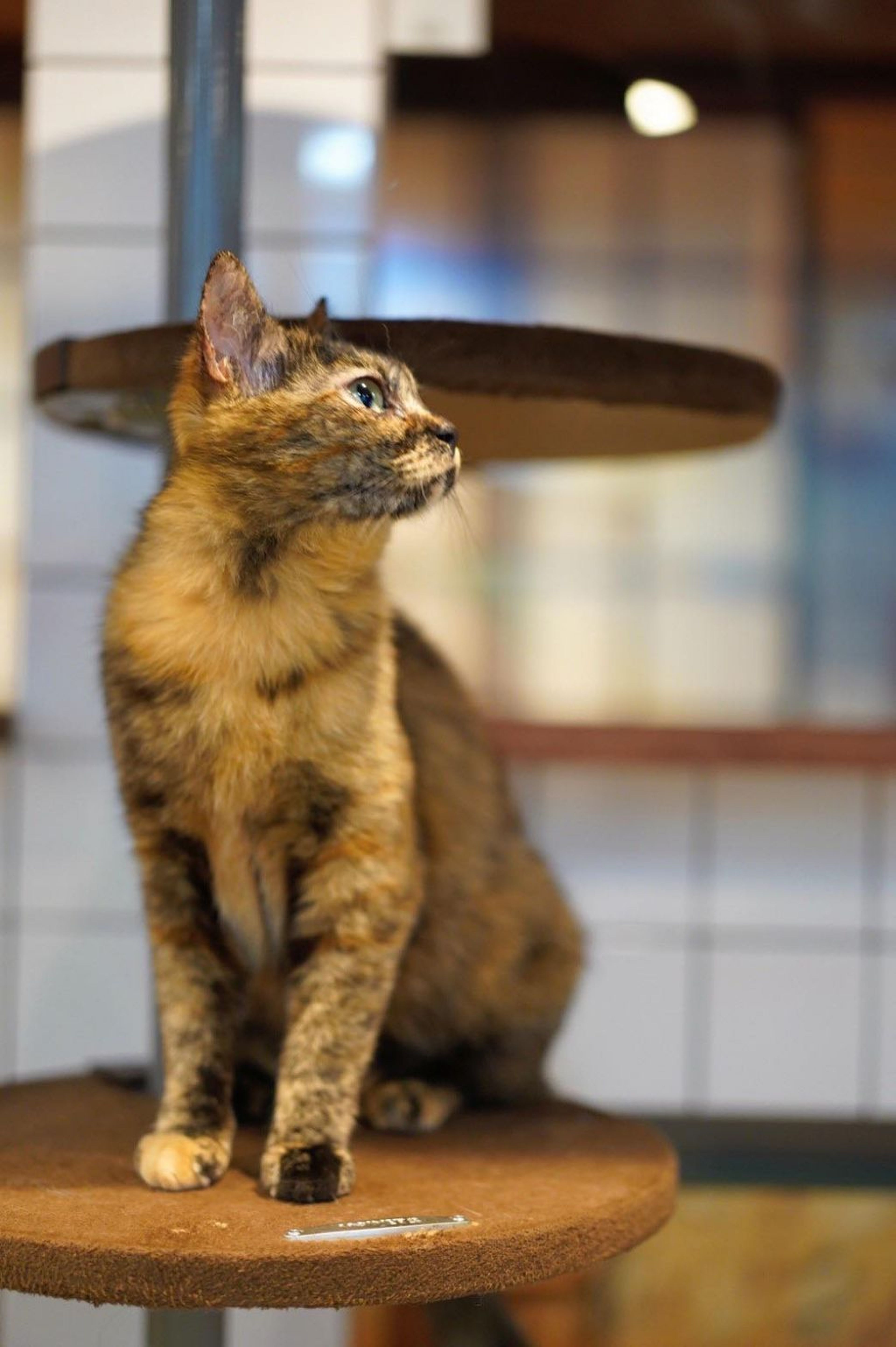 pet-image-6