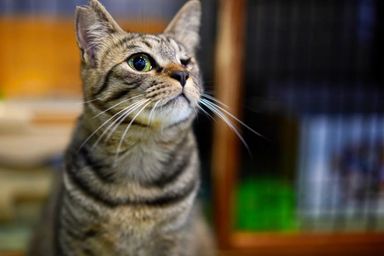 とらおの写真
