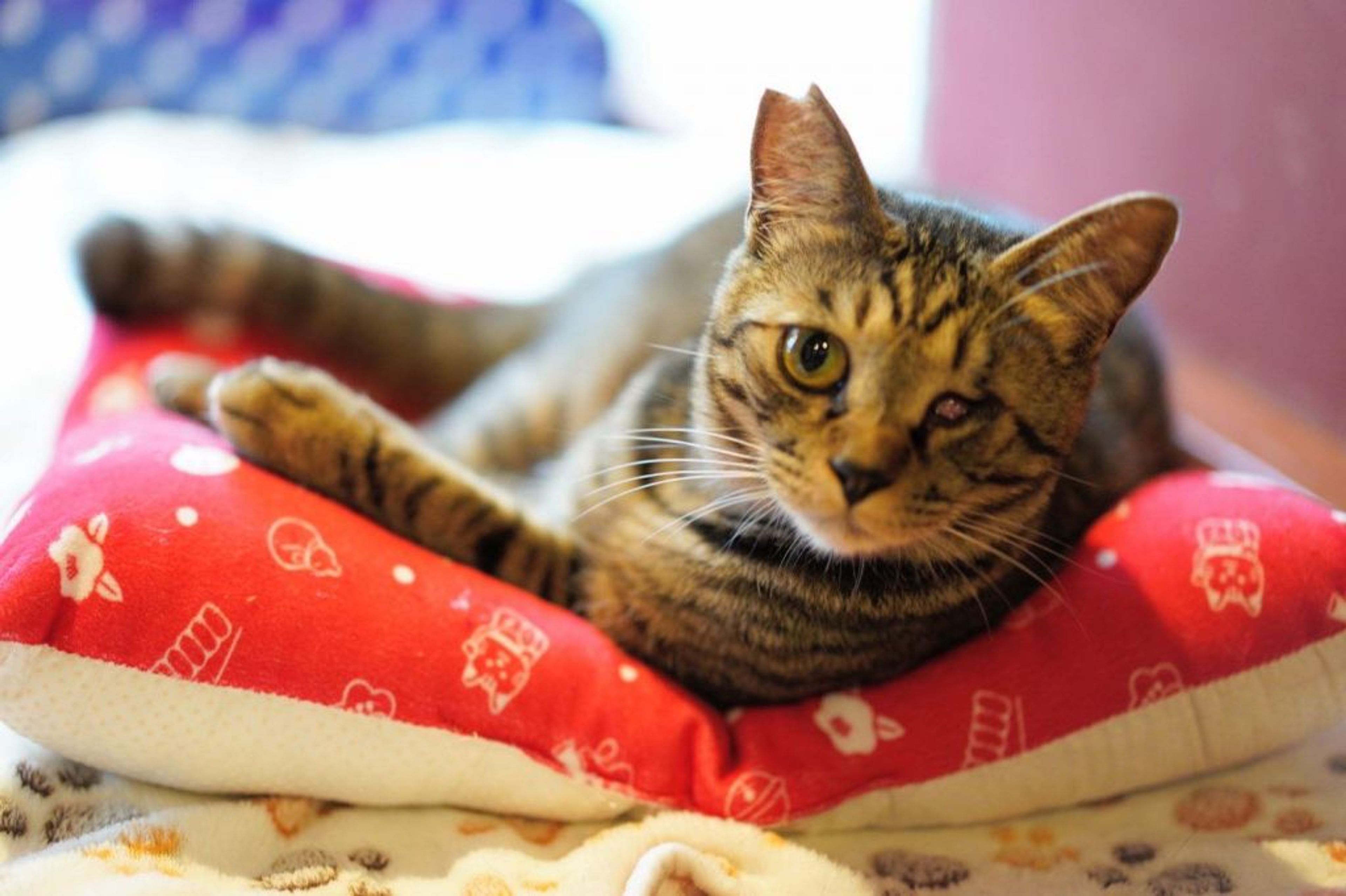 pet-image-3