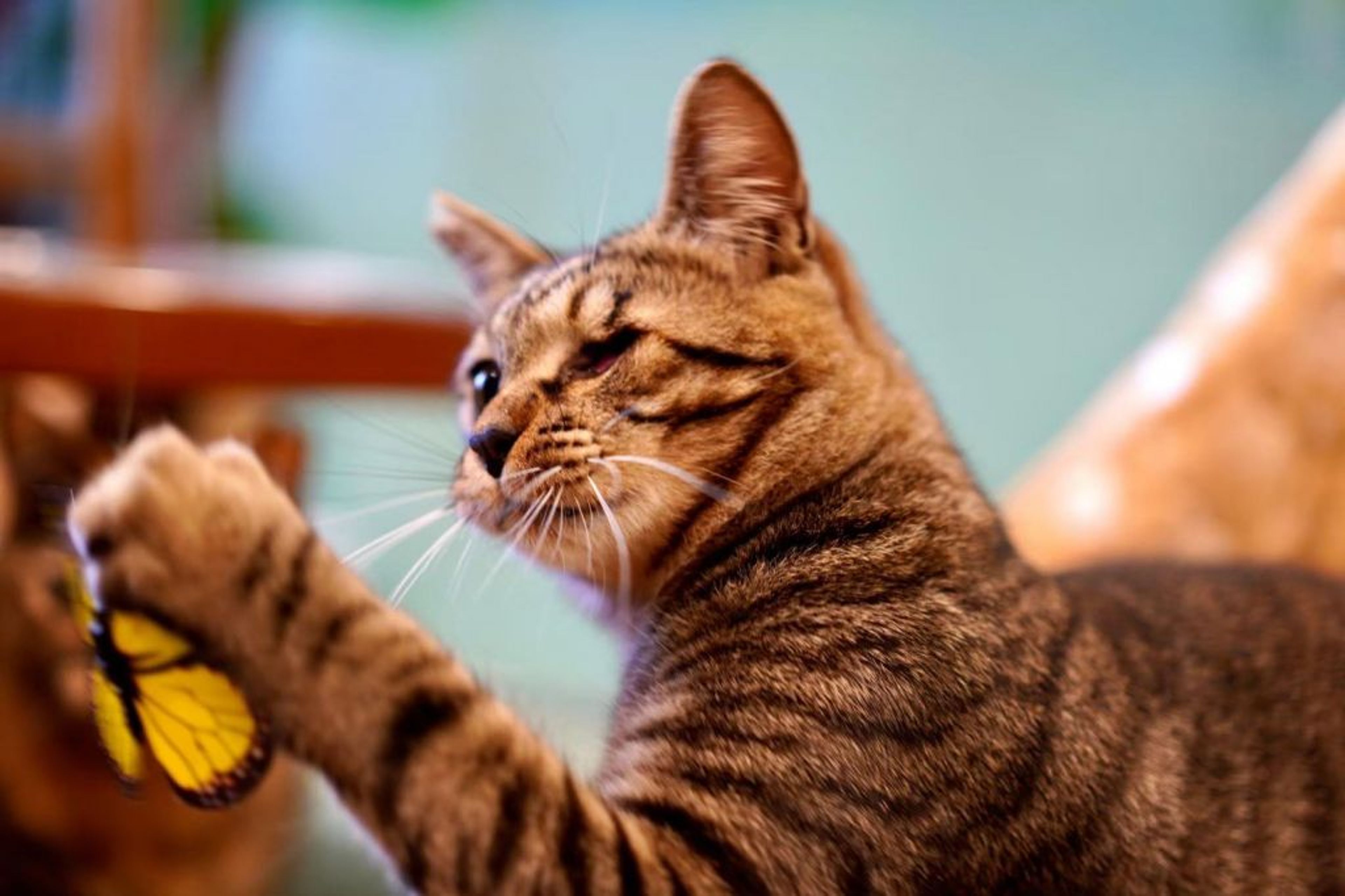 pet-image-4