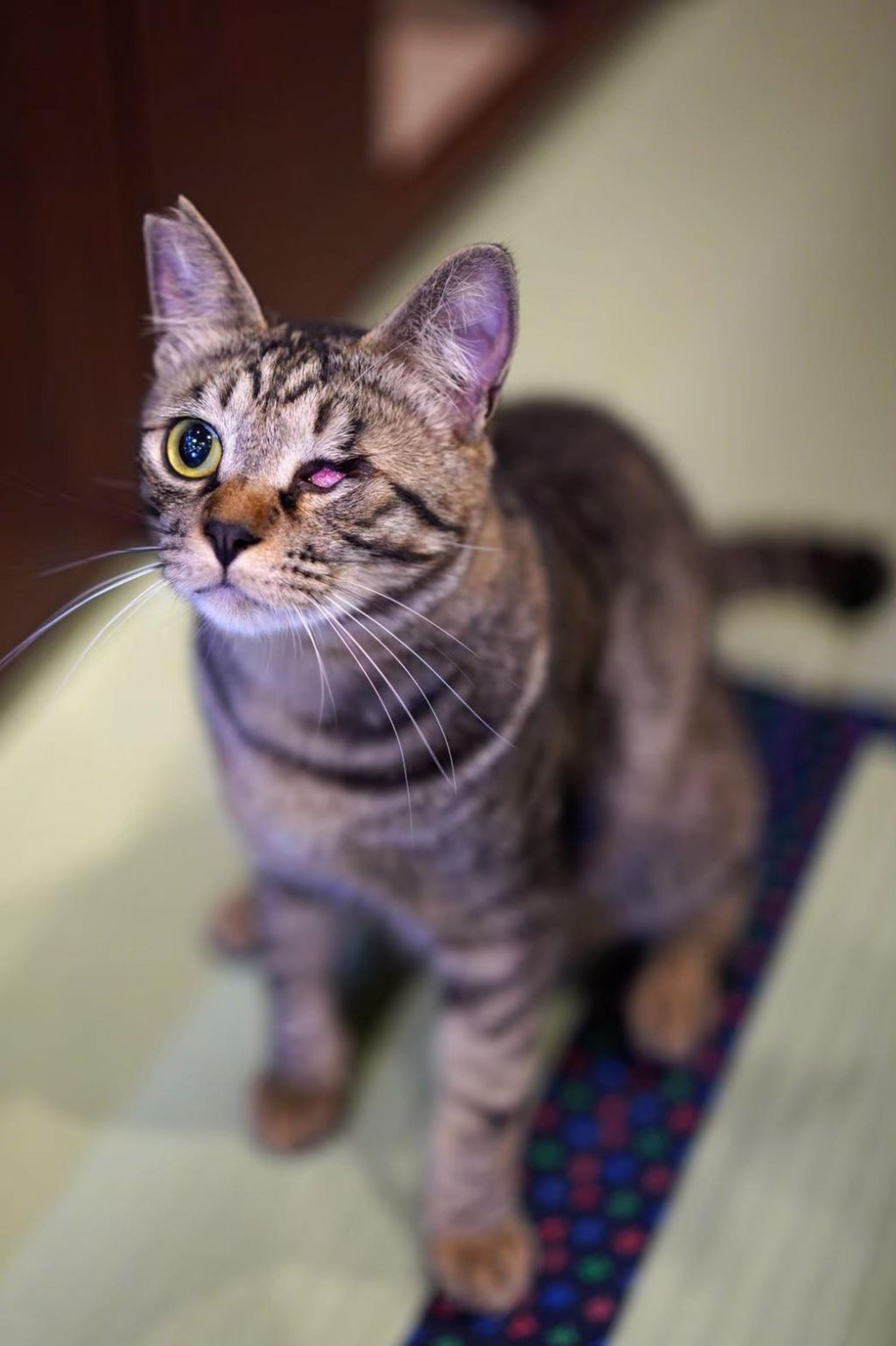 pet-image-5