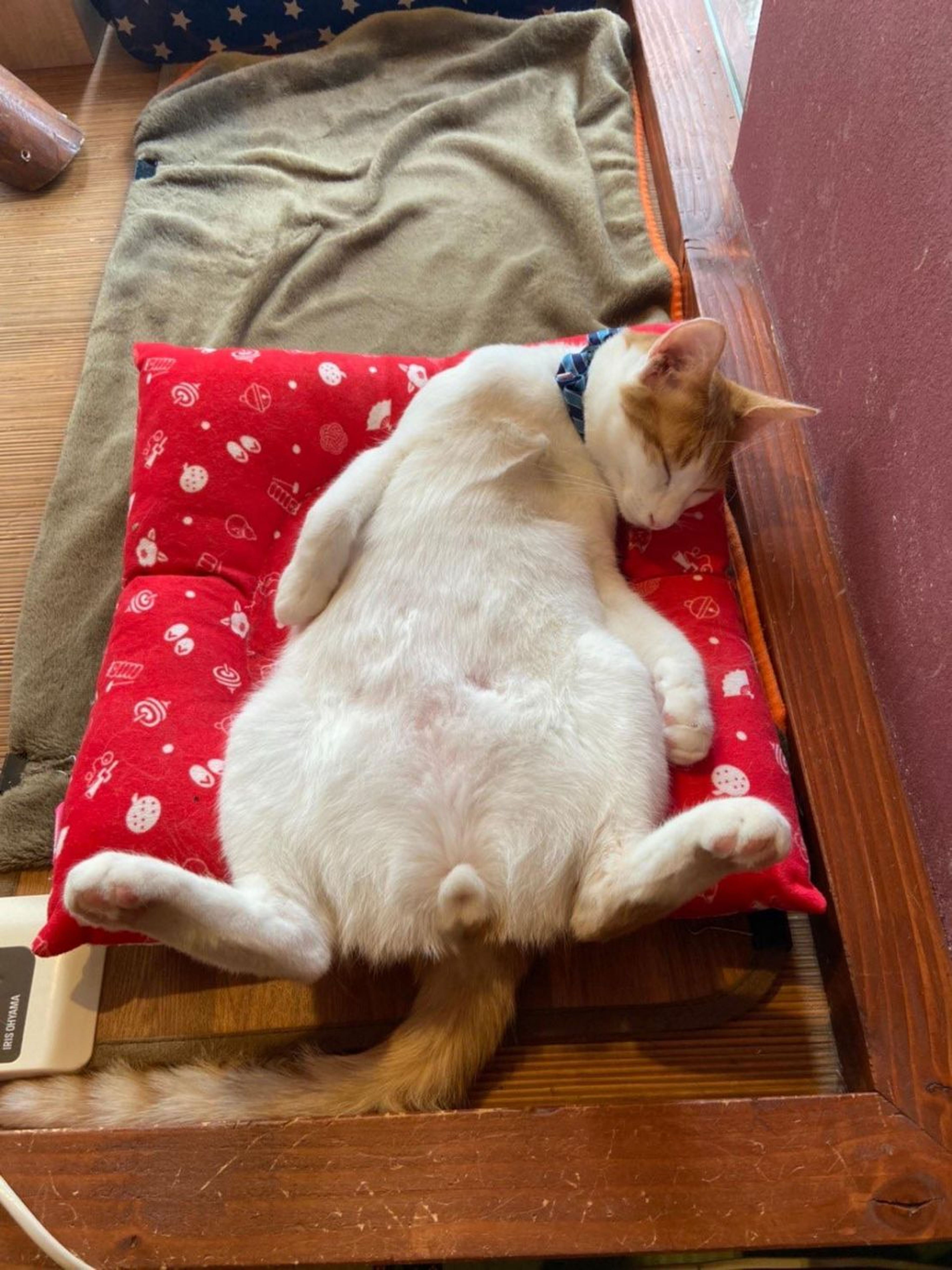 雑種（ミックス猫）・オスの里親募集の写真