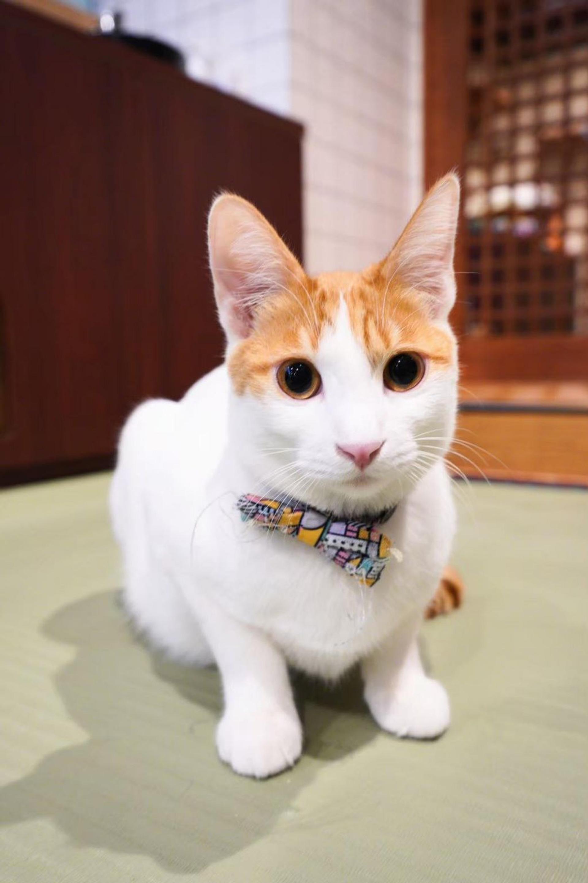 pet-image-2