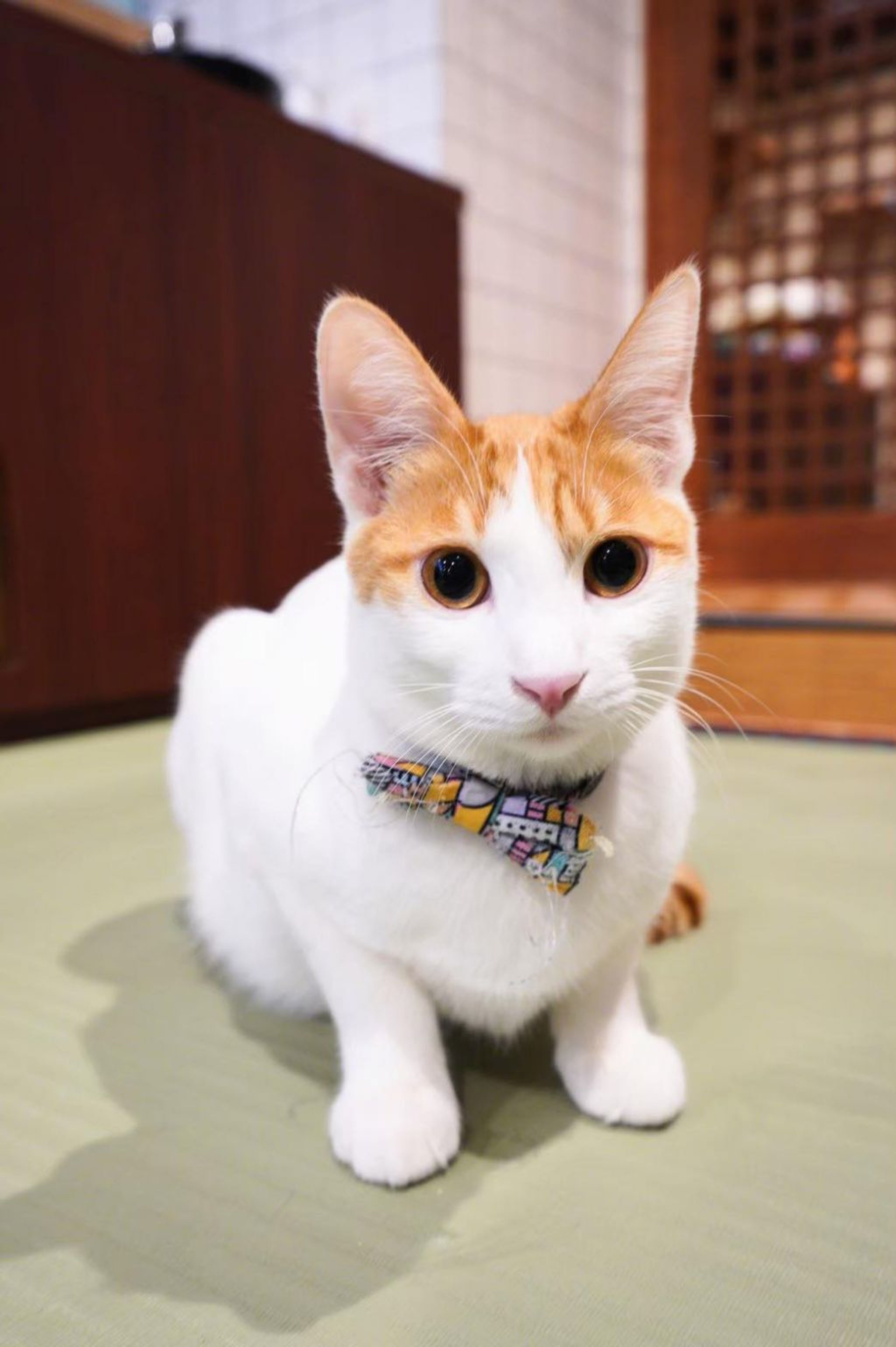 pet-image-2