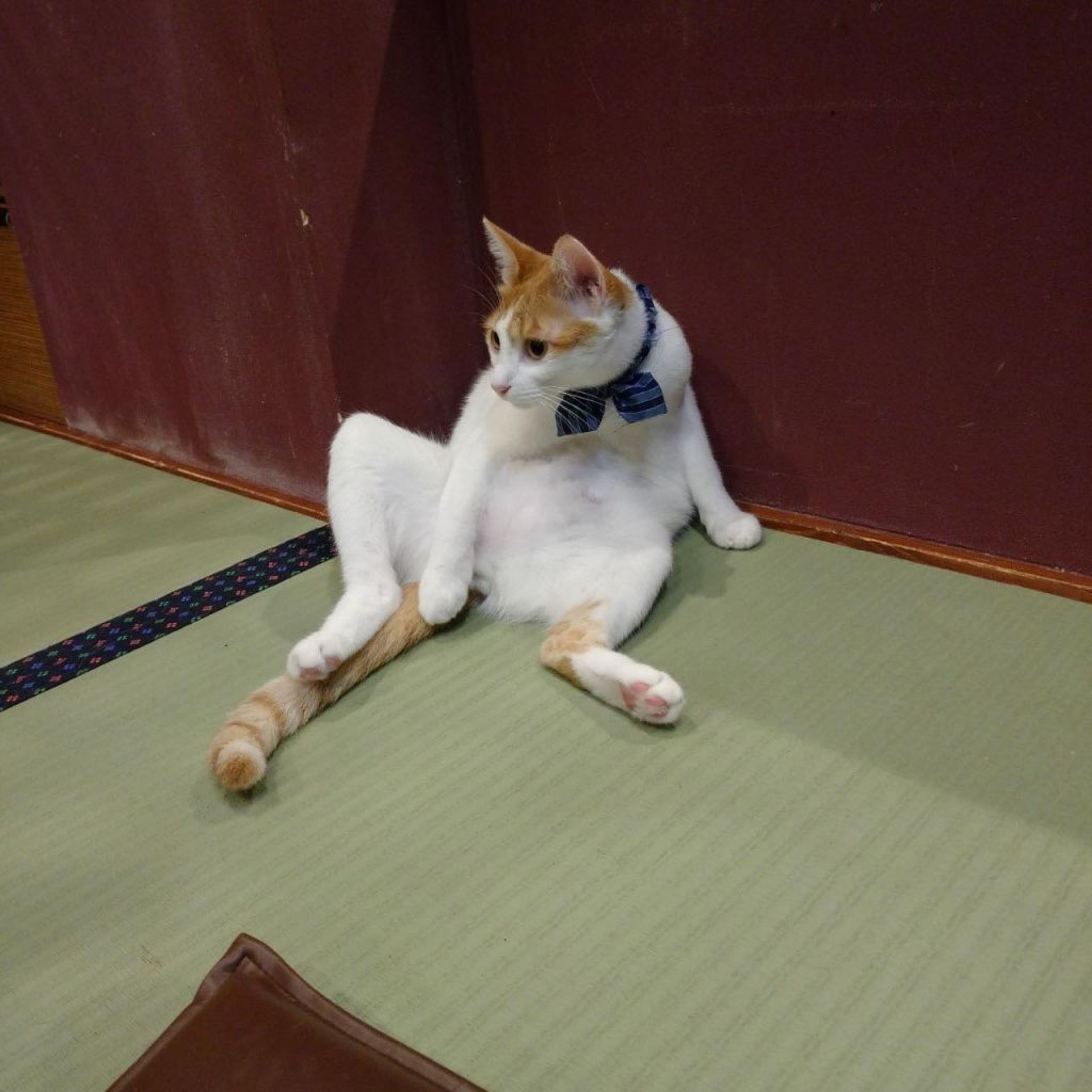 pet-image-4