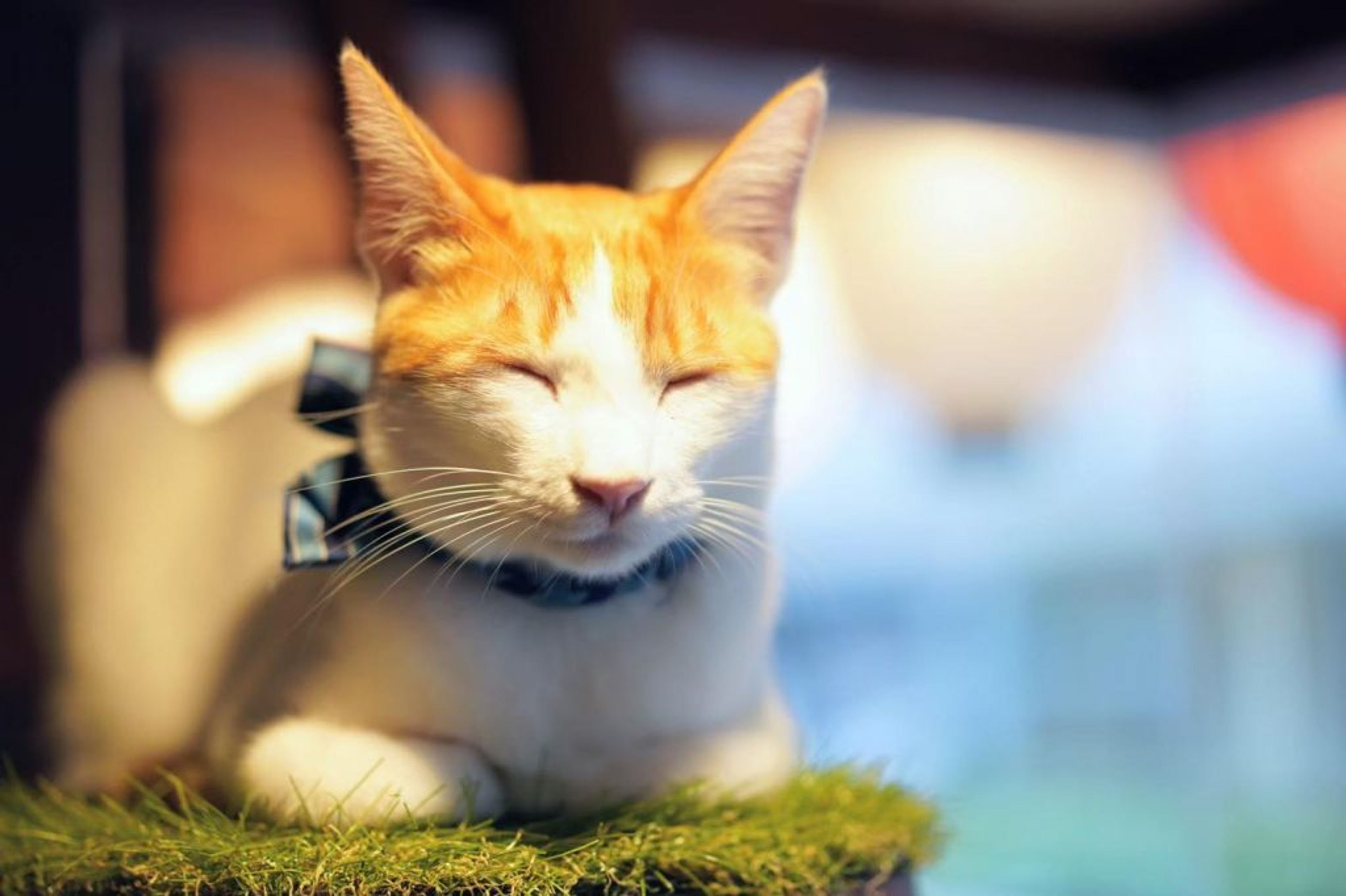 pet-image-5