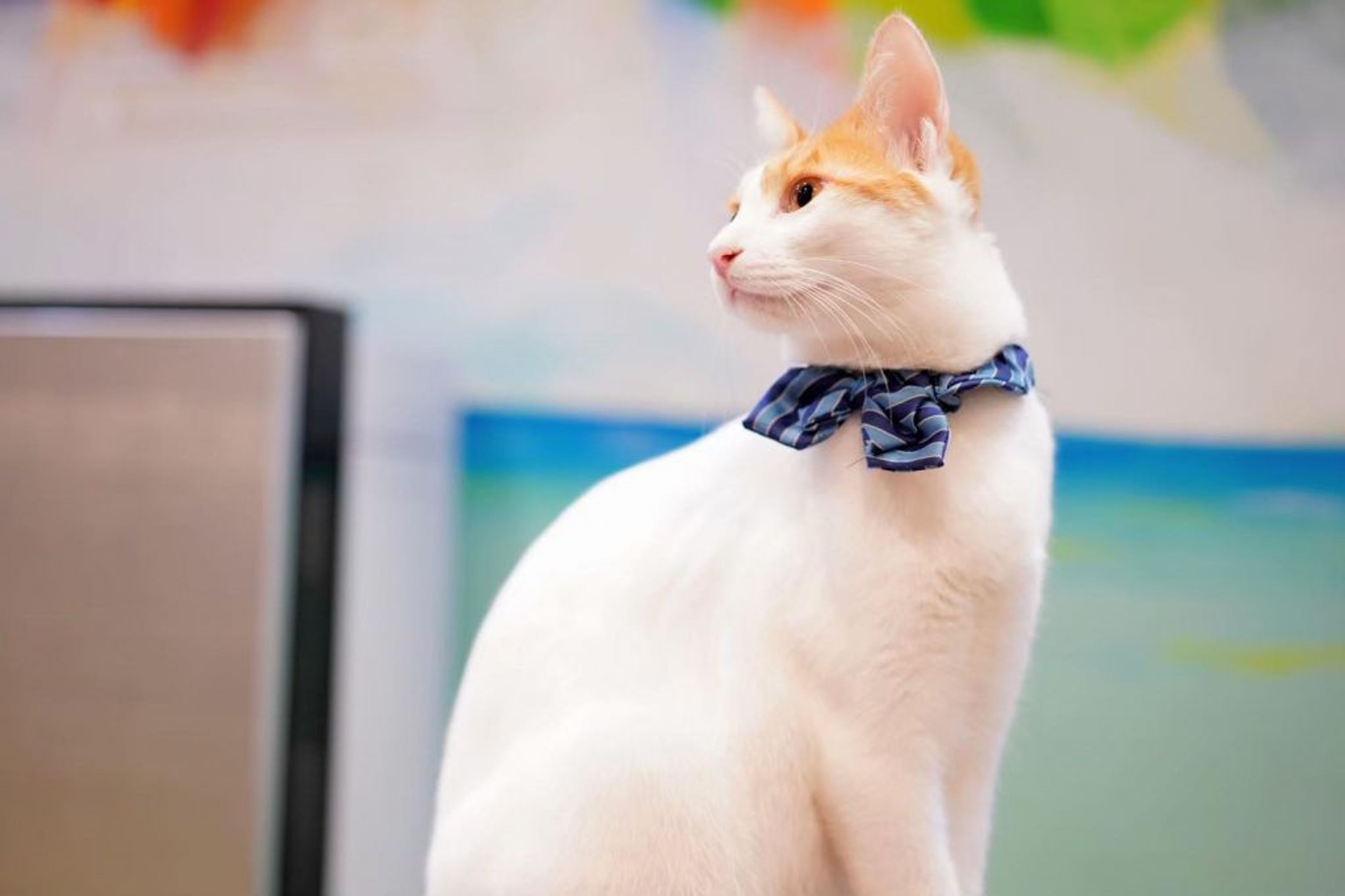 pet-image-6
